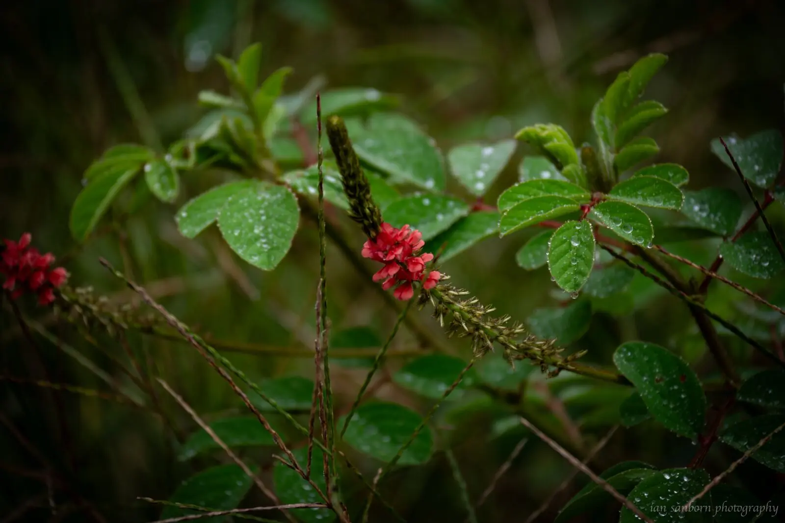 Close view of small red flowers on a thin stem, surrounded by rain-beaded green leaves.