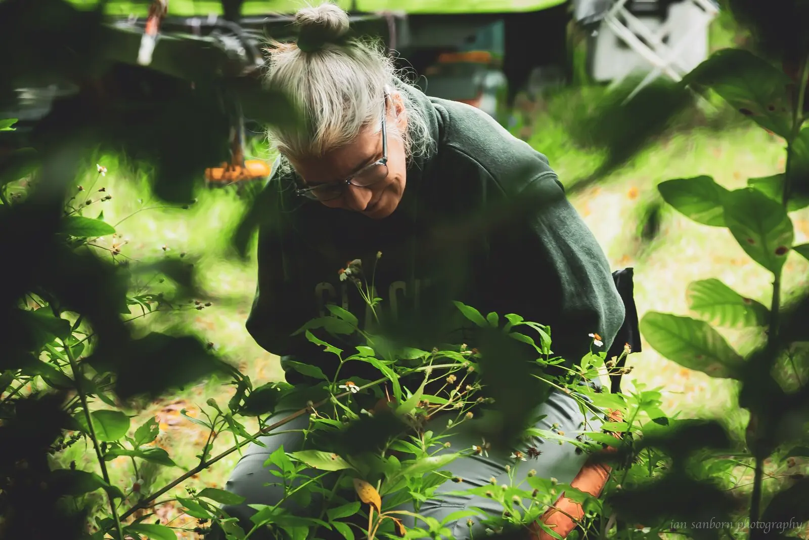 A person in a green sweatshirt and glasses bends close to a tangle of green stems, framed by bright sunlit leaves.